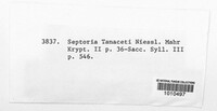 Septoria tanaceti image